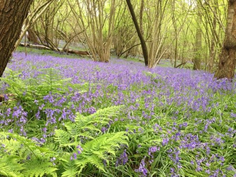 Bluebells